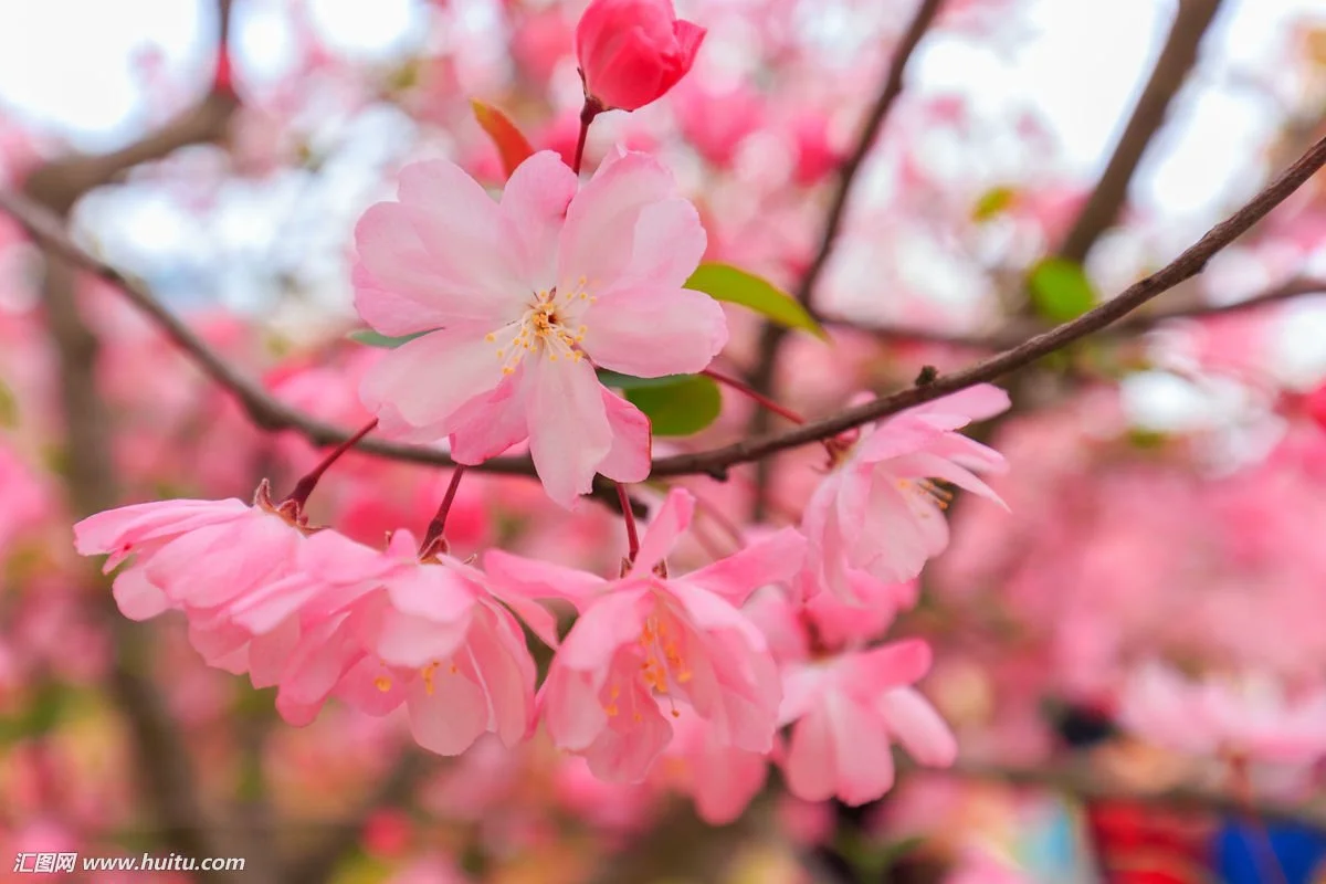 赏花